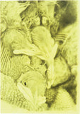 Chick