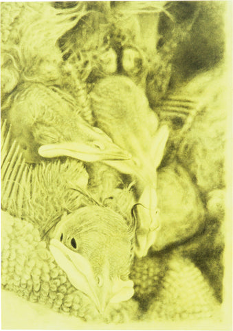 Chick